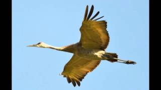 Sandhill crane at Jasper Pulaski fishing and wildlife areaIndianaPart I Dawn [upl. by Alyhc]