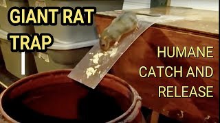 Best Mouse Trap Ever DIY Humane Mousetrap Green Rat Trap for capture and release Rat Eats Moth [upl. by Bannasch3]