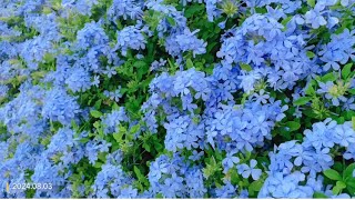 Plumbago auriculata the Cape leadwort blue plumbago or Cape plumbago蓝雪花 [upl. by Irrem]