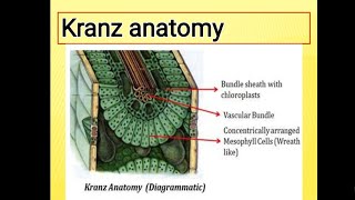 Kranz anatomy Anatomy of leaf of C4 plants [upl. by Nutter]