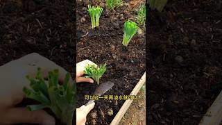 This is how to grow chives so that you can have endless healthy chives in your kitchen chives [upl. by Weinstock]