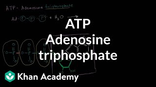 ATP Adenosine triphosphate  Energy and enzymes  Biology  Khan Academy [upl. by Devon]