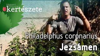 Virágzó sövények  Jezsámen  Philadelphus coronarius  Dísznövény rendelés [upl. by Scriven890]