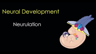 Neurulation  Development of chick  Chick development neurulation  Neurulation chick development [upl. by Templa199]