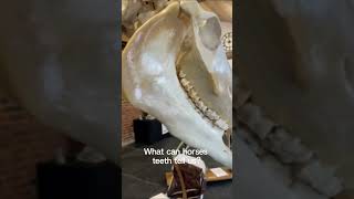 🦷 What Your Horses Teeth Can Tell You 🐎⁠ [upl. by Gnem]