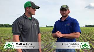 Iron Deficiency Chlorosis in Soybeans [upl. by Riccardo]