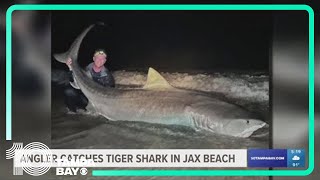 Massive 12foot tiger shark caught by fishermen off the coast of Jacksonville Beach [upl. by Ayotaj]