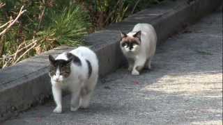 猫 だるまさんが転んだ Stalking Cat  Funny Cats [upl. by Kalb]