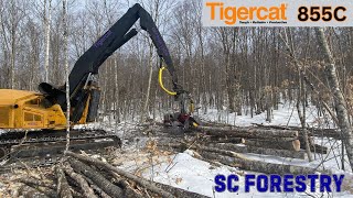 Tigercat 855C Harvester With LogMax 7000 in Hardwood [upl. by Andel28]