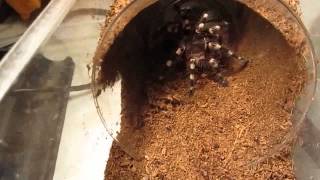 Part 2 of 3 From Beginners To Advanced Tarantula KeepingFeeding [upl. by Ottavia]