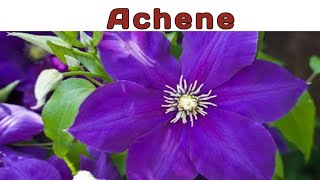 Achene achene fruit simple caryopsis clematis pericarp testa [upl. by Michella]