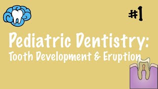 Pediatric Dentistry  Tooth Development and Eruption  INBDE ADAT [upl. by Yllom28]