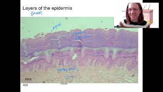 44 epidermis layers [upl. by Husain238]