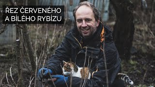 Řez červeného a bílého rybízu [upl. by Agemo]