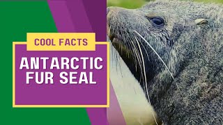 Antarctic fur seal facts 🦭 distributed in Subantarctic island [upl. by Annoj901]