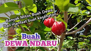 Review Buah DEWA NDARU di pot [upl. by Retsevlis715]