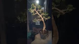 Bonsai dolar beringin korea [upl. by Aekan]