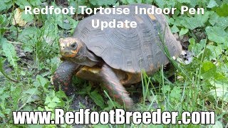 Redfoot Tortoise Indoor Pen  Enclosure Updated [upl. by Bills]