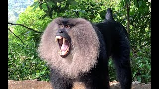 Liontailed macaque  Endangered Species  Western Ghats  Karnataka [upl. by Terry]