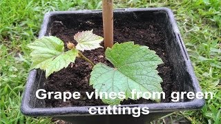 How to grow grape vines out of green cuttings [upl. by Yaya]