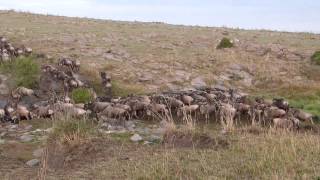 Masai Mara  Great Migration 2014  37 min wildbeests crossing a little river in Rongai Area [upl. by Goulette]