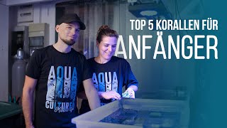 TOP 5  Korallen für Anfänger  Coralaxy [upl. by Radek]