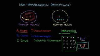 Hibridizasyon Mikrodizi Biyoloji  Biyomoleküller [upl. by Latsyrhk447]
