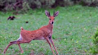 Interesting facts about steenbok by weird square [upl. by Eugenie]