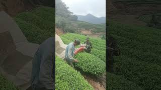 Tea picking process with handheld tea picker Good tools and machinery can increase work efficiency [upl. by Nava]