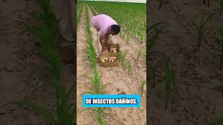 Los agricultores en Tailandia no usan pesticidas en sus campos [upl. by Ileak]