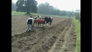 Work with Oxen project at Bhaktivedanta Manor [upl. by Rebmyt]