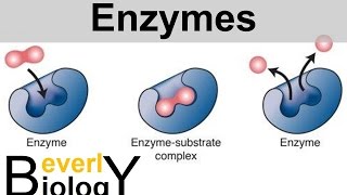 Enzymes and Catalysts [upl. by Sileray]