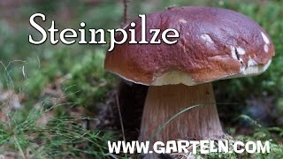 Tipps und Infos für Steinpilze Standort und Ernte [upl. by Bale476]