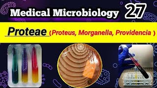 Proteus Morganella Providencia Proteae group شرح بالعربي [upl. by Laforge]