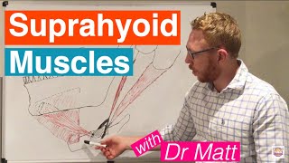 Suprahyoid Muscles [upl. by Eamaj53]