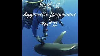 Shark diving Egypt with an aggressive Longimanus Avoid a shark attack at Brother Islands Red Sea [upl. by Gilud203]