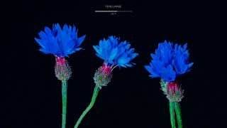 Centaurea cyanus  flowering plant  How it blooms and grows  Time lapse [upl. by Aihset]