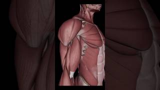 Serratus Anterior Muscle Action youtubeshorts youtube education anatomy [upl. by Ardnnaed338]