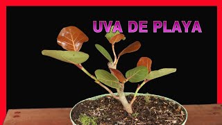 quotuva de playaquot COCCOLOBA Uvifera [upl. by Sherr]