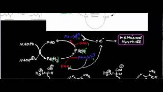 Biochemistry  Corrins amp B12  Methionine Synthase Reductase [upl. by Nave]