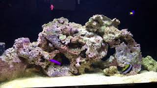 50 Gallon FOWLR Saltwater Aquarium in Office [upl. by Anatnom]