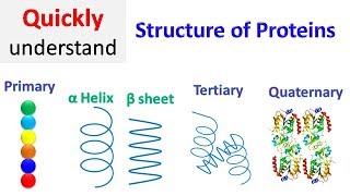 Protein structure  Primary  Secondary  Tertiary  Quaternary [upl. by Larry593]