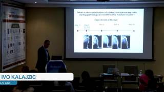 Ivo Kalajzic  USA  Tissue Science and Regenerative Medicine 2015  Conferenceseries LLC [upl. by Ahcsas]