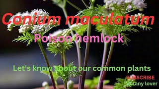 Conium maculatum Poison Hemlock [upl. by Evette]