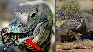 CANNIBALISM Natures EXTREME Survival Five Extreme Examples Interesting And Shocking Nature Facts [upl. by Atinele]