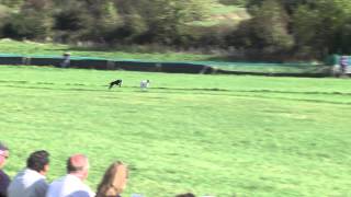 Cashel coursing 2014 Oaks 14 finals [upl. by Redford]