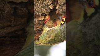 Coppersmith Barbet Feeding Its Chicks coppersmithbarbet birdfeeding naturewatching [upl. by Pax445]