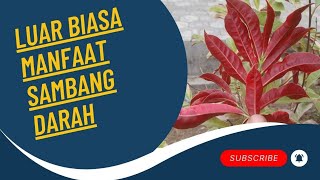 Tanaman Sambang Darah  Tanaman Hias Berkhasiat [upl. by Blalock]