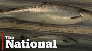 Geneticallymodified salmon approved by FDA [upl. by Ainavi]