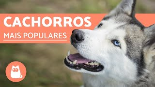 Top 10 RAÇAS DE CACHORROS MAIS POPULARES DO MUNDO [upl. by Kat361]